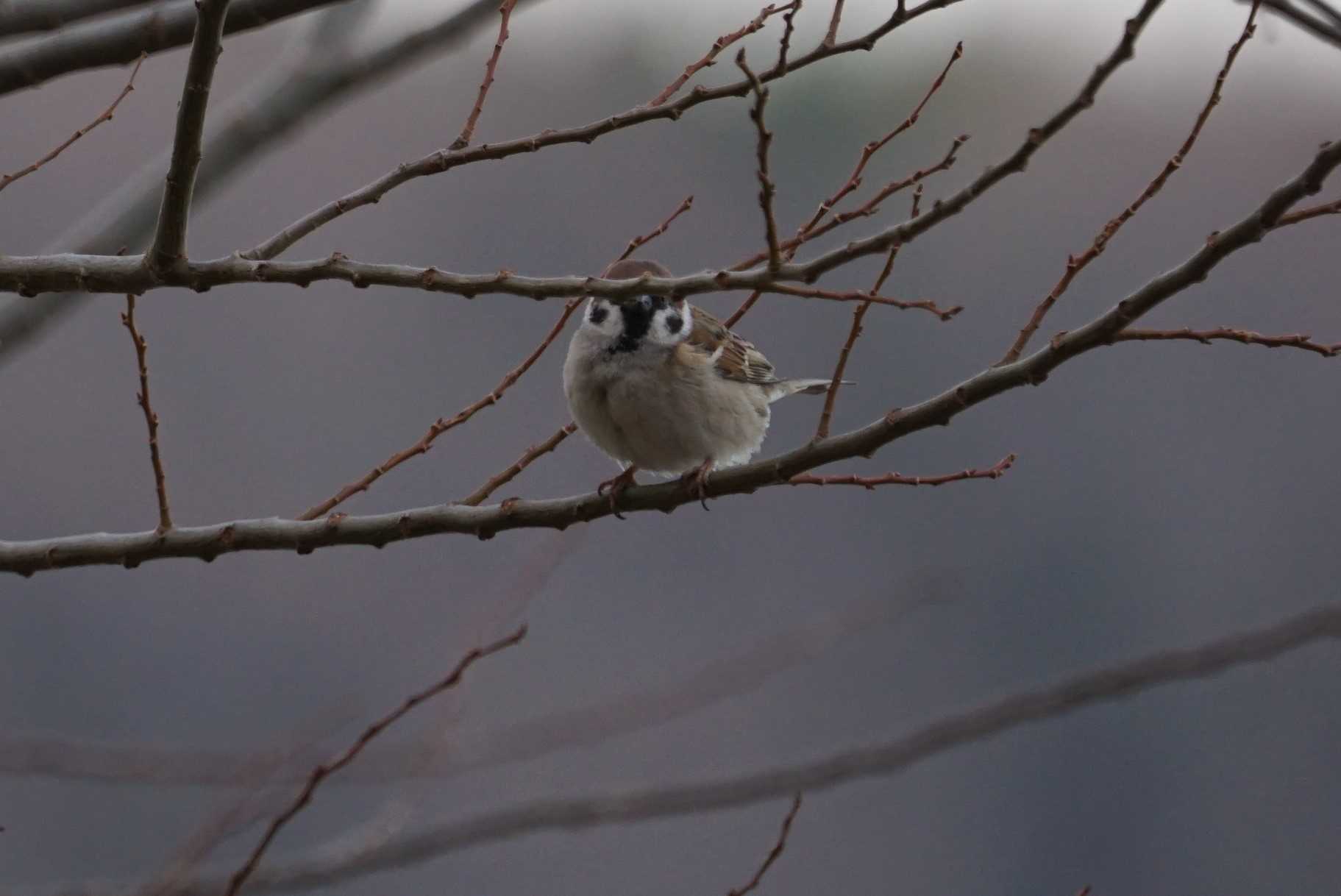 Eurasian Tree Sparrow