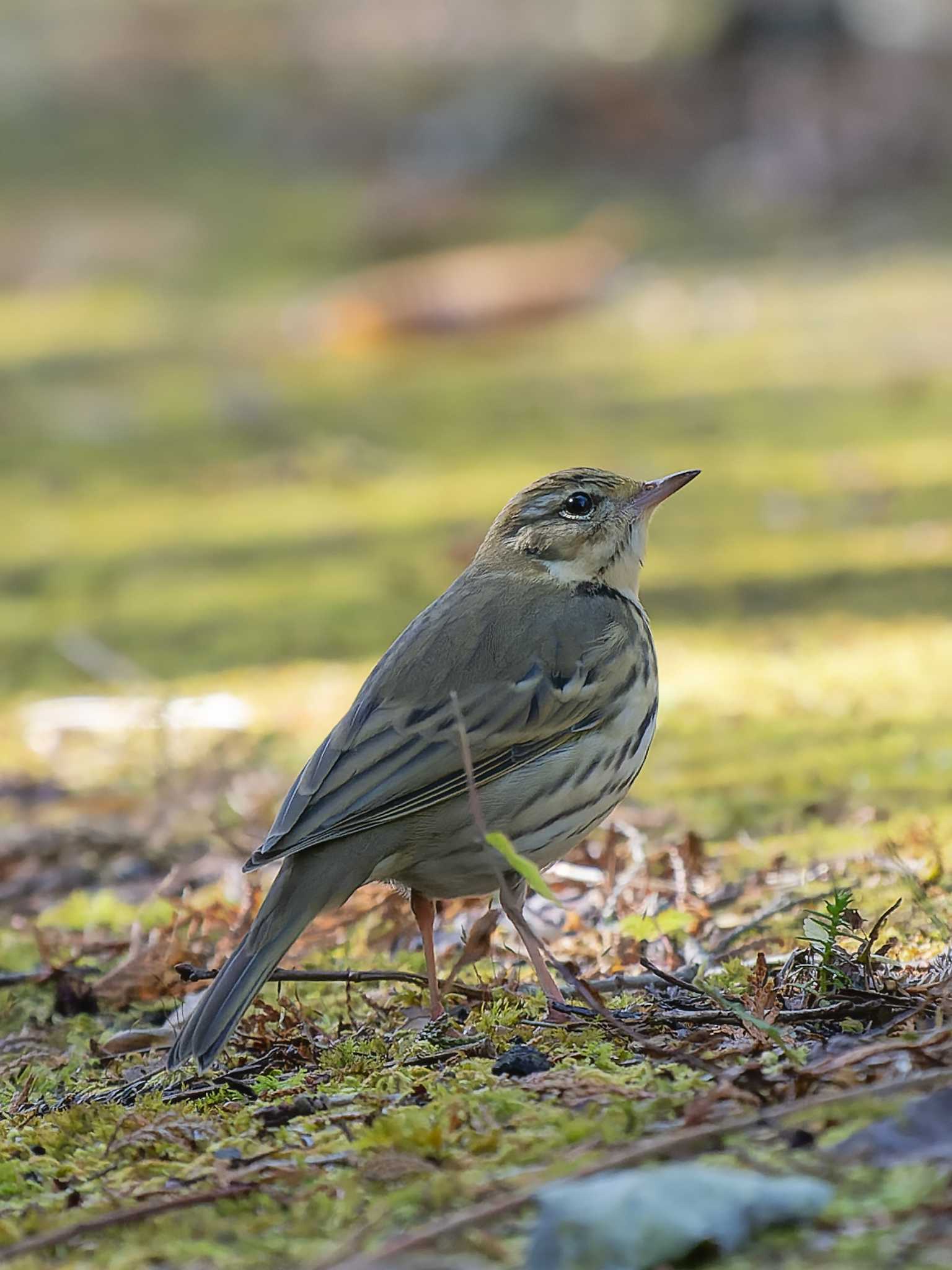 Photo of Olive-backed Pipit at 奥久慈憩いの森 by かぐやパパ