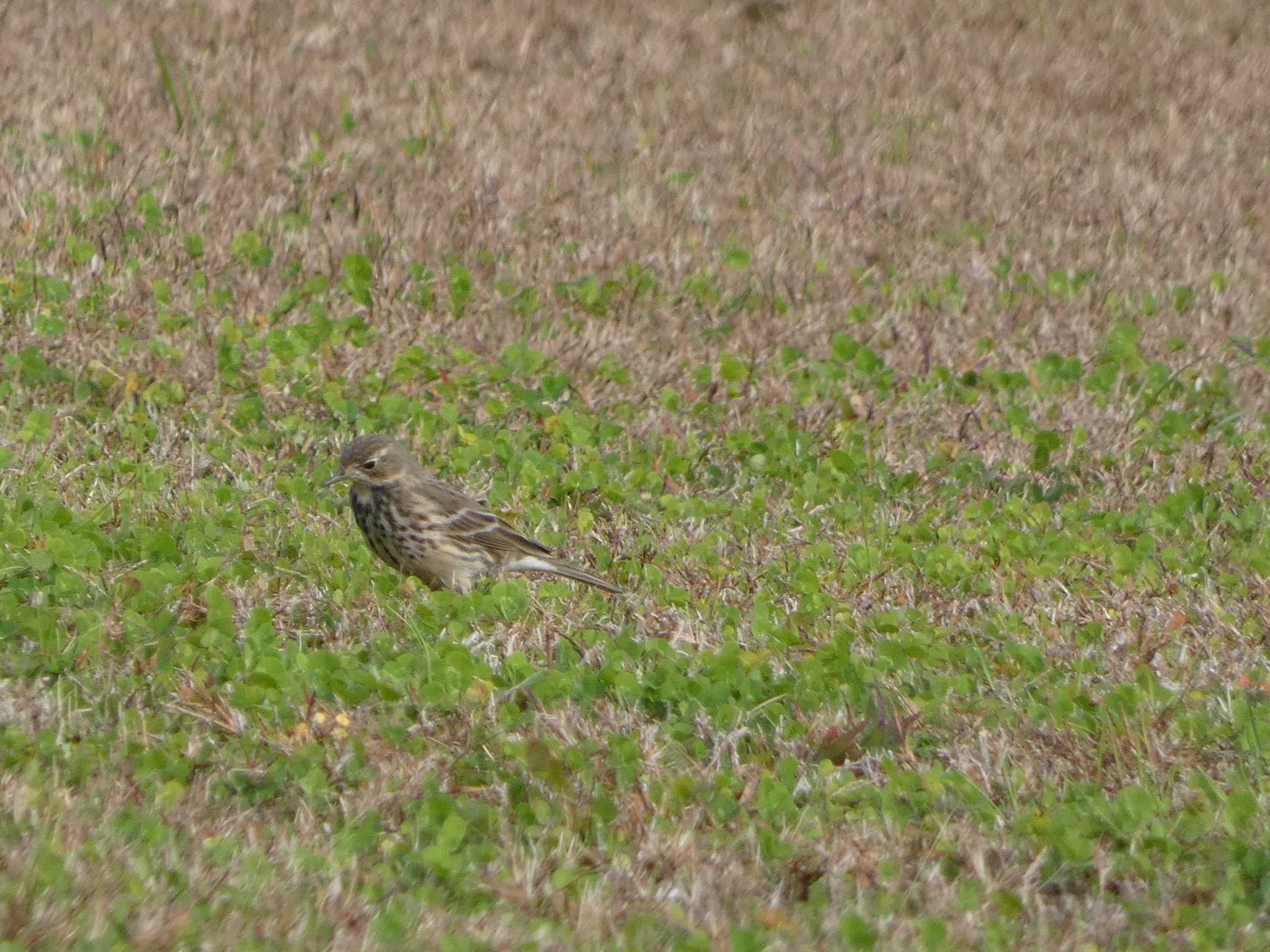 タヒバリ