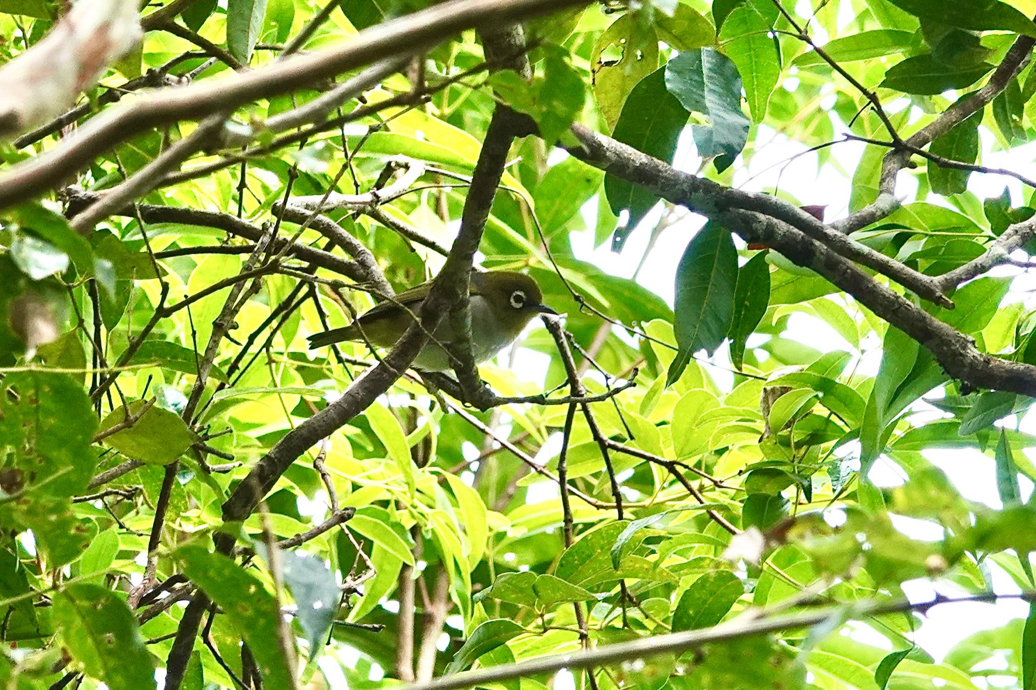 Photo of Silvereye at Chambers Wildlife Rainforest Lodges 周辺 by のどか