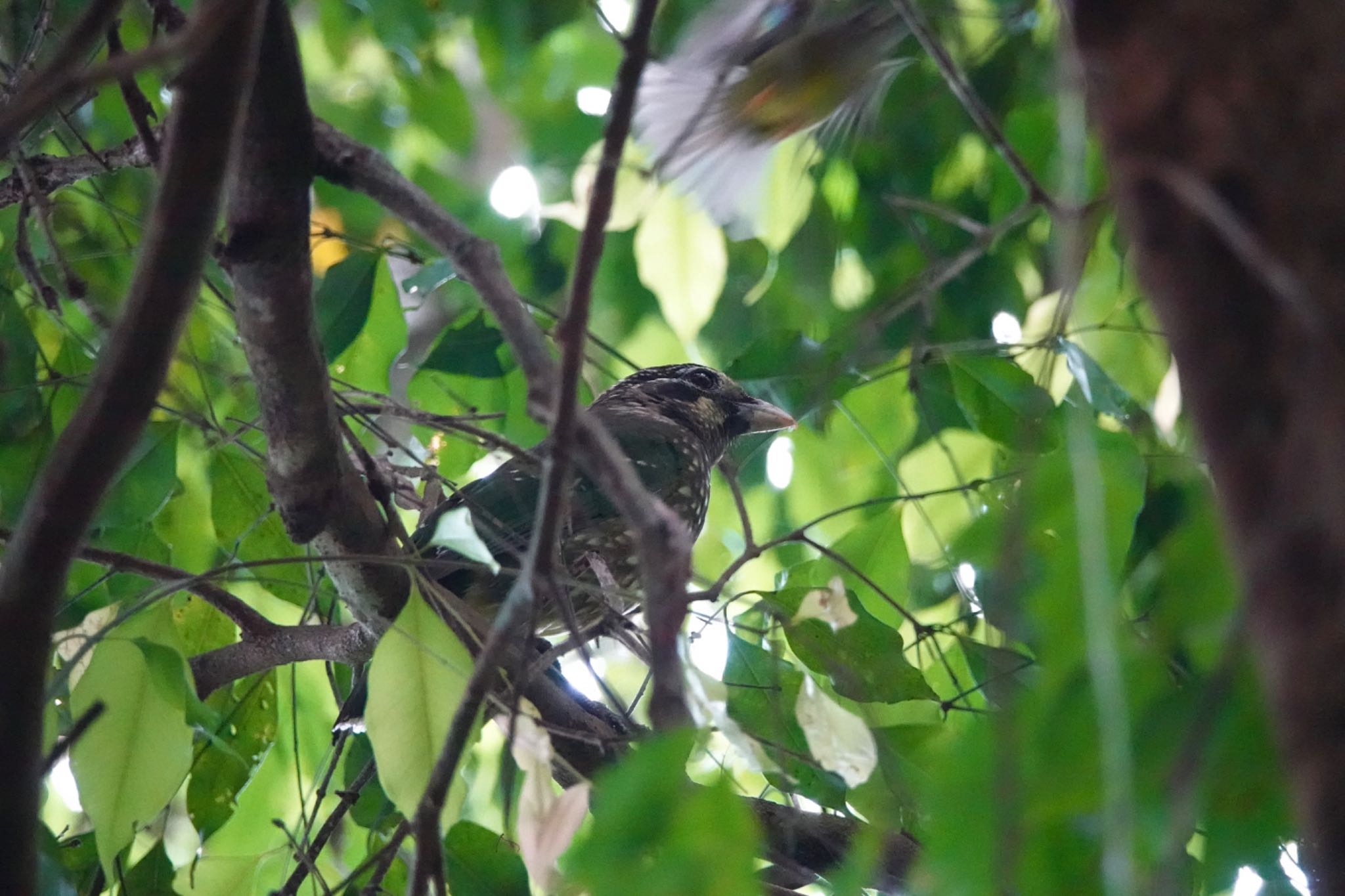 Spotted Catbird