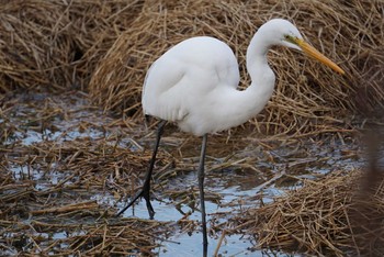 Great Egret Koyaike Park Mon, 2/26/2018