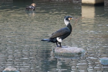 カワウ 昆陽池公園 2018年2月26日(月)