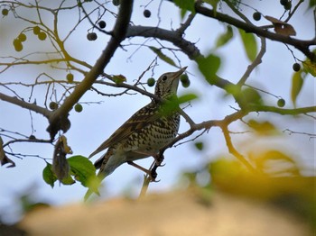 White's Thrush 多摩地区 Wed, 11/16/2022