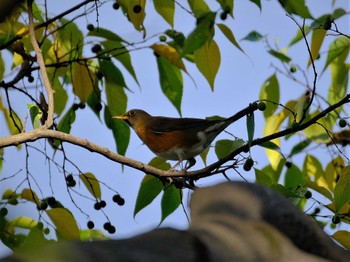 Brown-headed Thrush 多摩地区 Wed, 11/16/2022