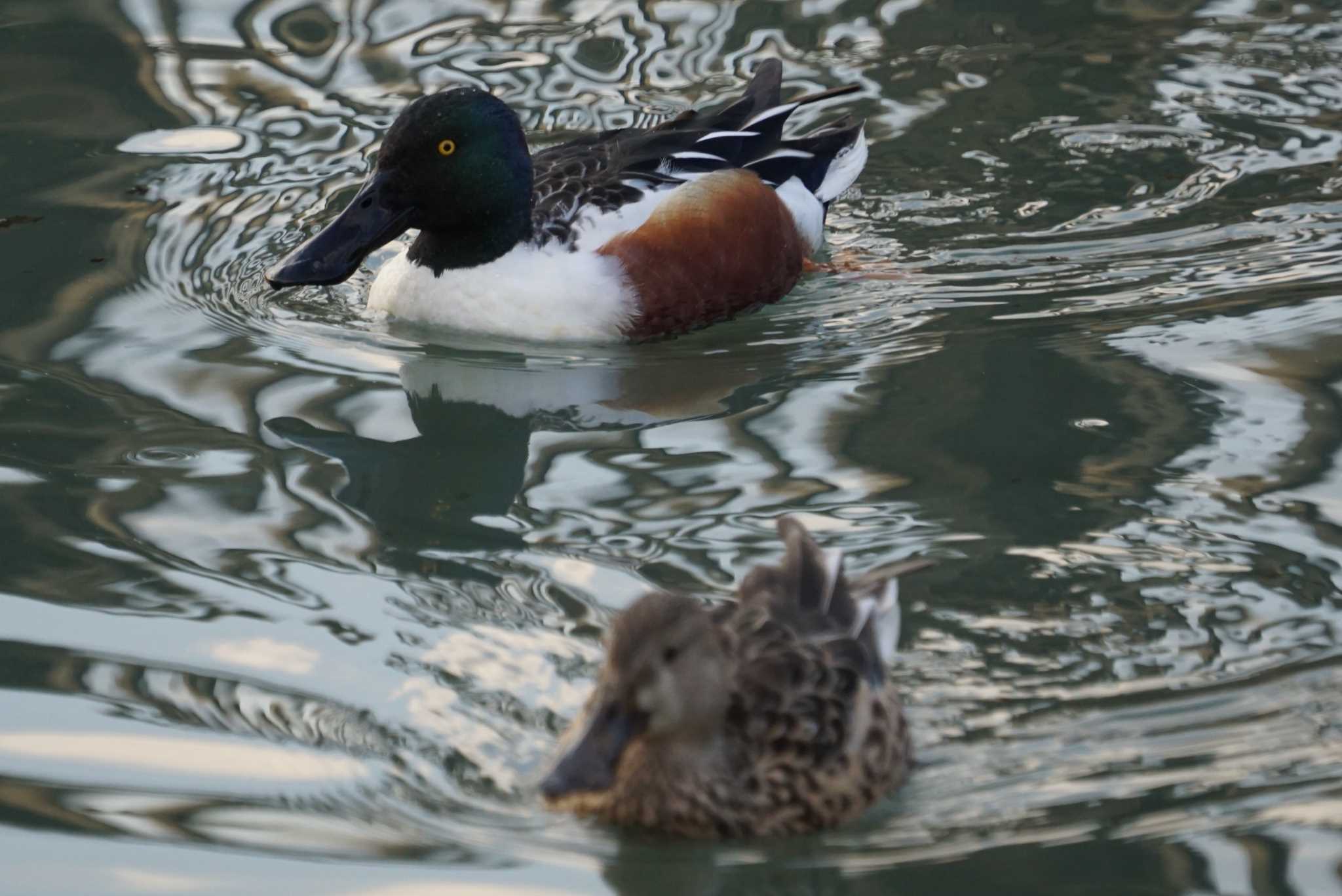 Northern Shoveler