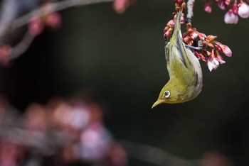 Warbling White-eye Shinjuku Gyoen National Garden Sun, 2/11/2018