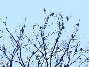 Grey-capped Greenfinch 鶴ヶ島市運動公園 Wed, 11/16/2022