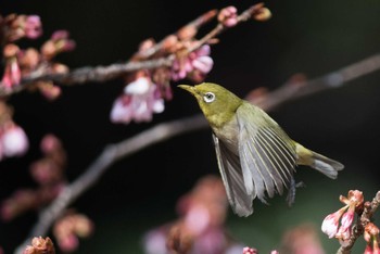 Warbling White-eye Shinjuku Gyoen National Garden Sun, 2/11/2018