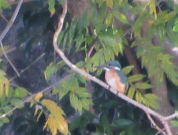 Common Kingfisher 西脇市 Sun, 11/6/2022