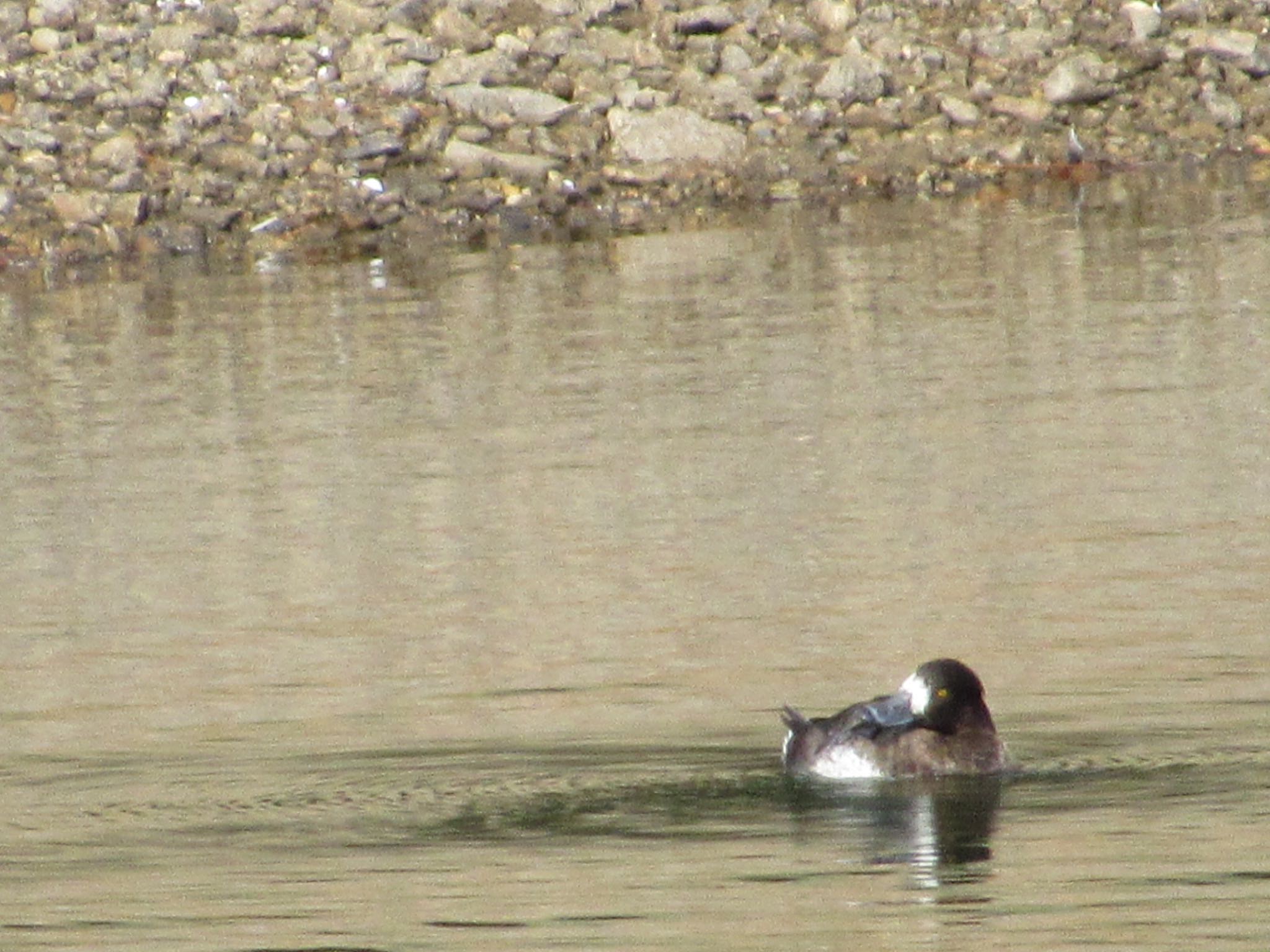 Photo of Greater Scaup at 西脇市 by 田んぼのいわし