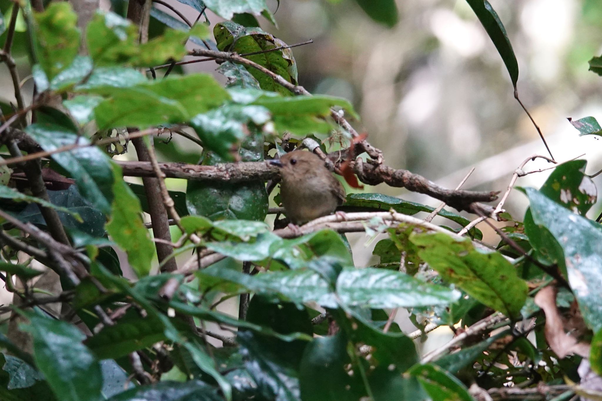 Photo of Atherton Scrubwren at Chambers Wildlife Rainforest Lodges 周辺 by のどか