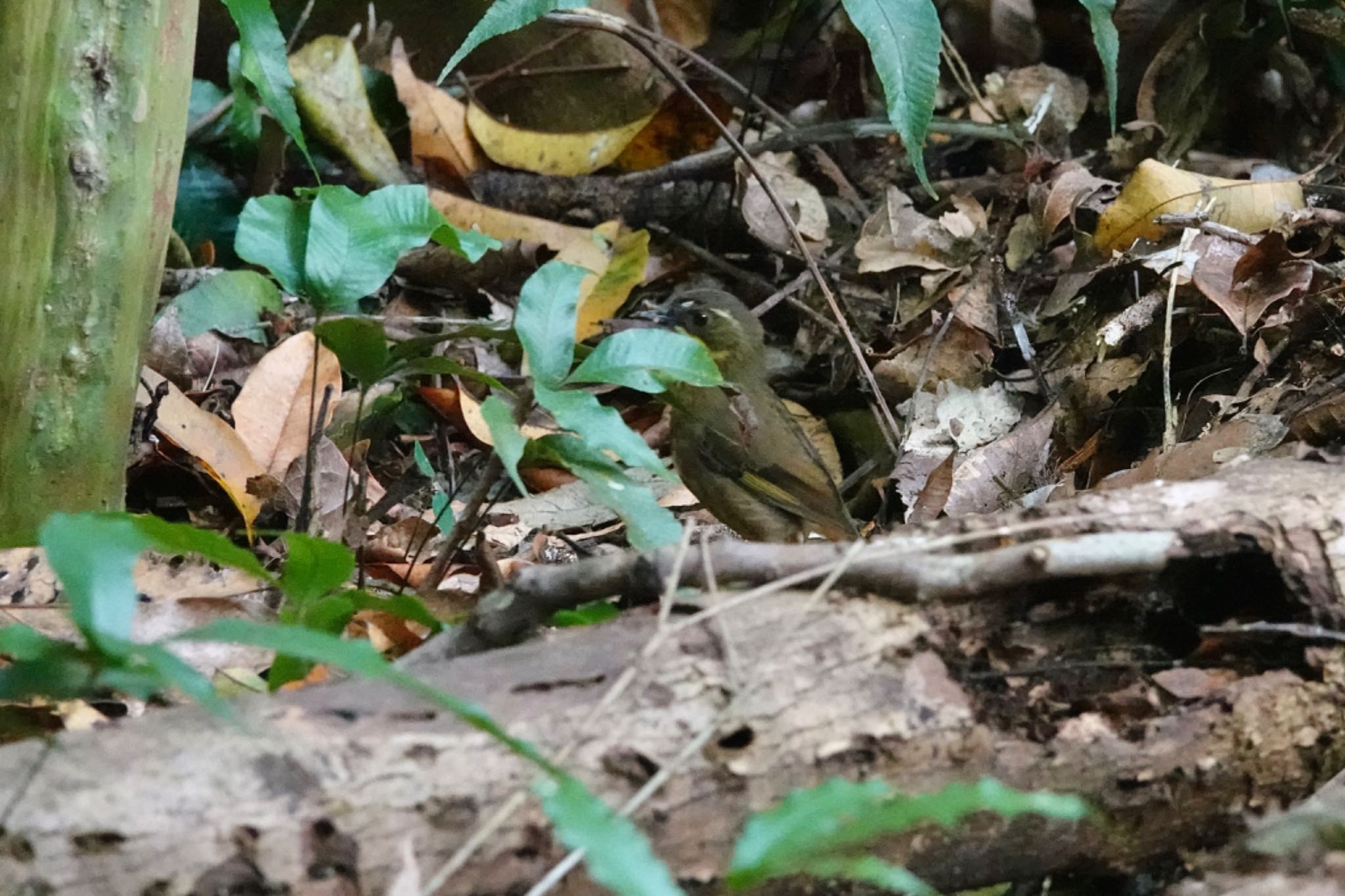 Yellow-throated Scrubwren