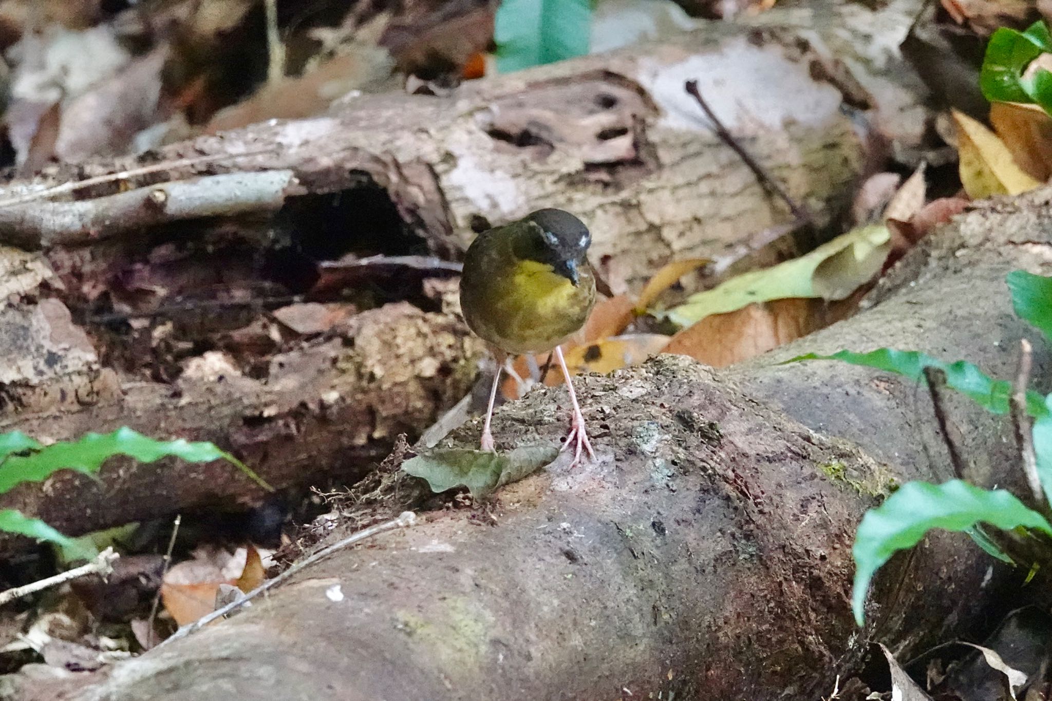 Yellow-throated Scrubwren