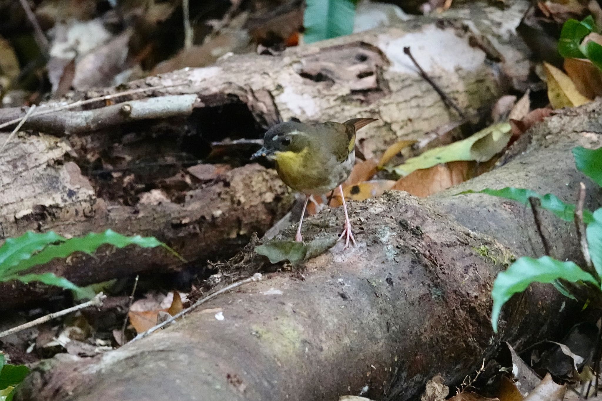 Photo of Yellow-throated Scrubwren at Chambers Wildlife Rainforest Lodges 周辺 by のどか