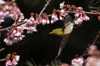 Warbling White-eye Shinjuku Gyoen National Garden Sun, 2/11/2018