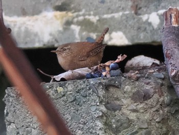 2022年11月16日(水) 福井緑地(札幌市西区)の野鳥観察記録