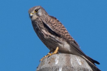 Common Kestrel 静岡県 Wed, 11/16/2022