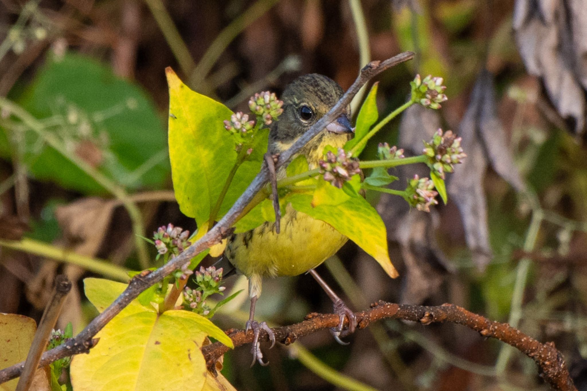 Photo of Masked Bunting at 静岡県 by はる