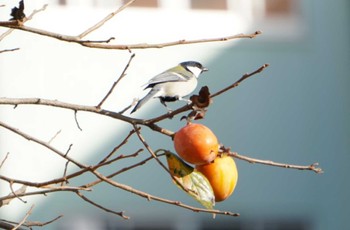 2022年11月16日(水) いたち川の野鳥観察記録