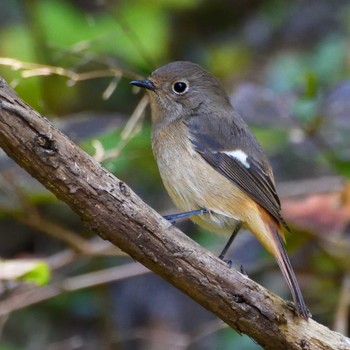 Daurian Redstart Mt. Kagenobu Sun, 11/6/2022