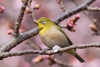 Warbling White-eye Shinjuku Gyoen National Garden Sun, 2/11/2018