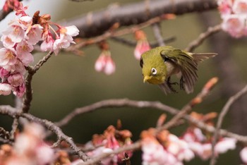 Warbling White-eye Shinjuku Gyoen National Garden Sun, 2/11/2018