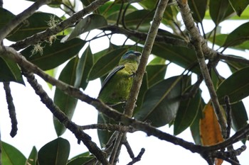 イチジクインコ Chambers Wildlife Rainforest Lodges 周辺 2022年10月5日(水)