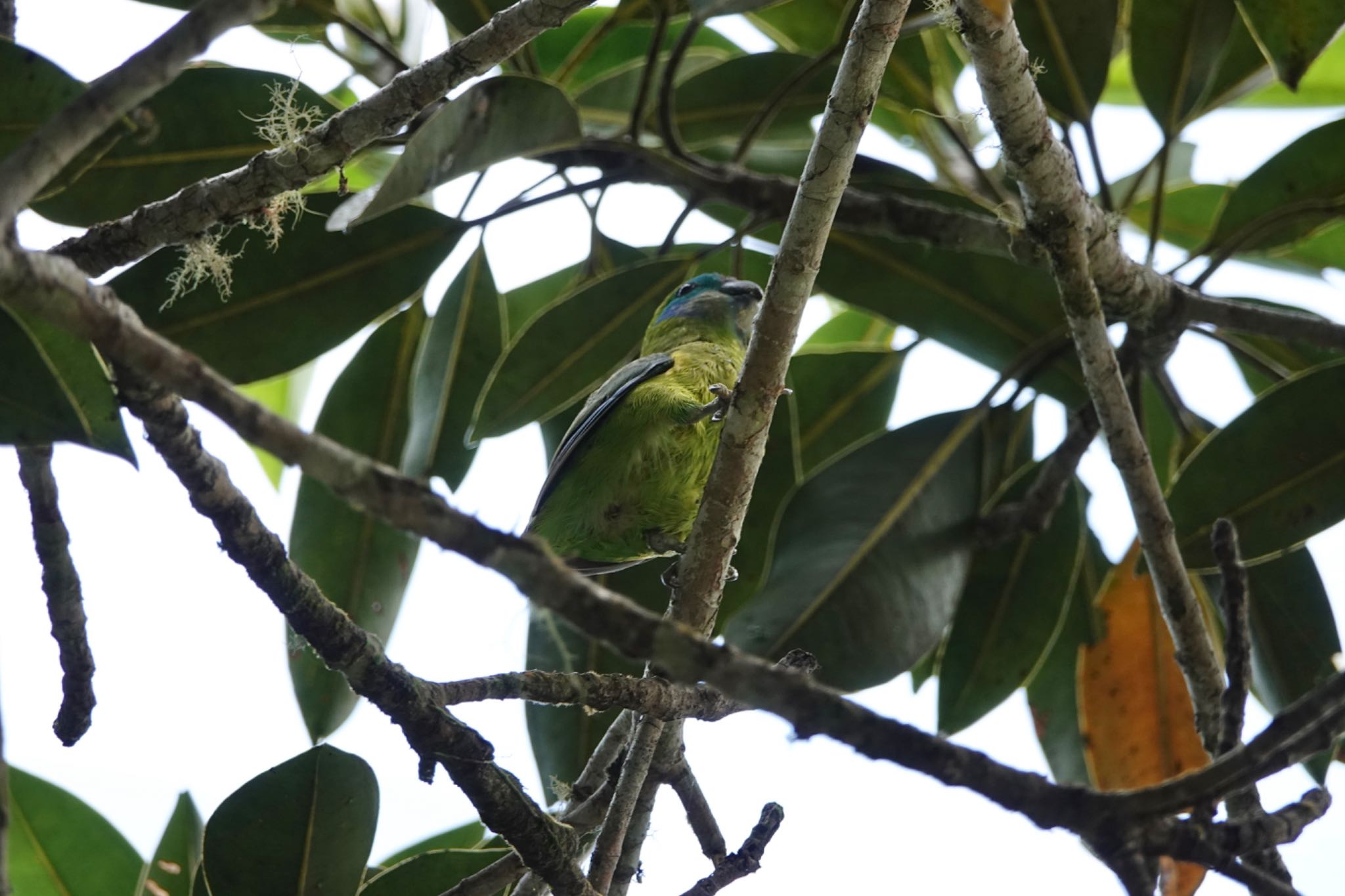 Double-eyed Fig Parrot