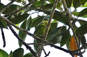 イチジクインコ Chambers Wildlife Rainforest Lodges 周辺 2022年10月5日(水)