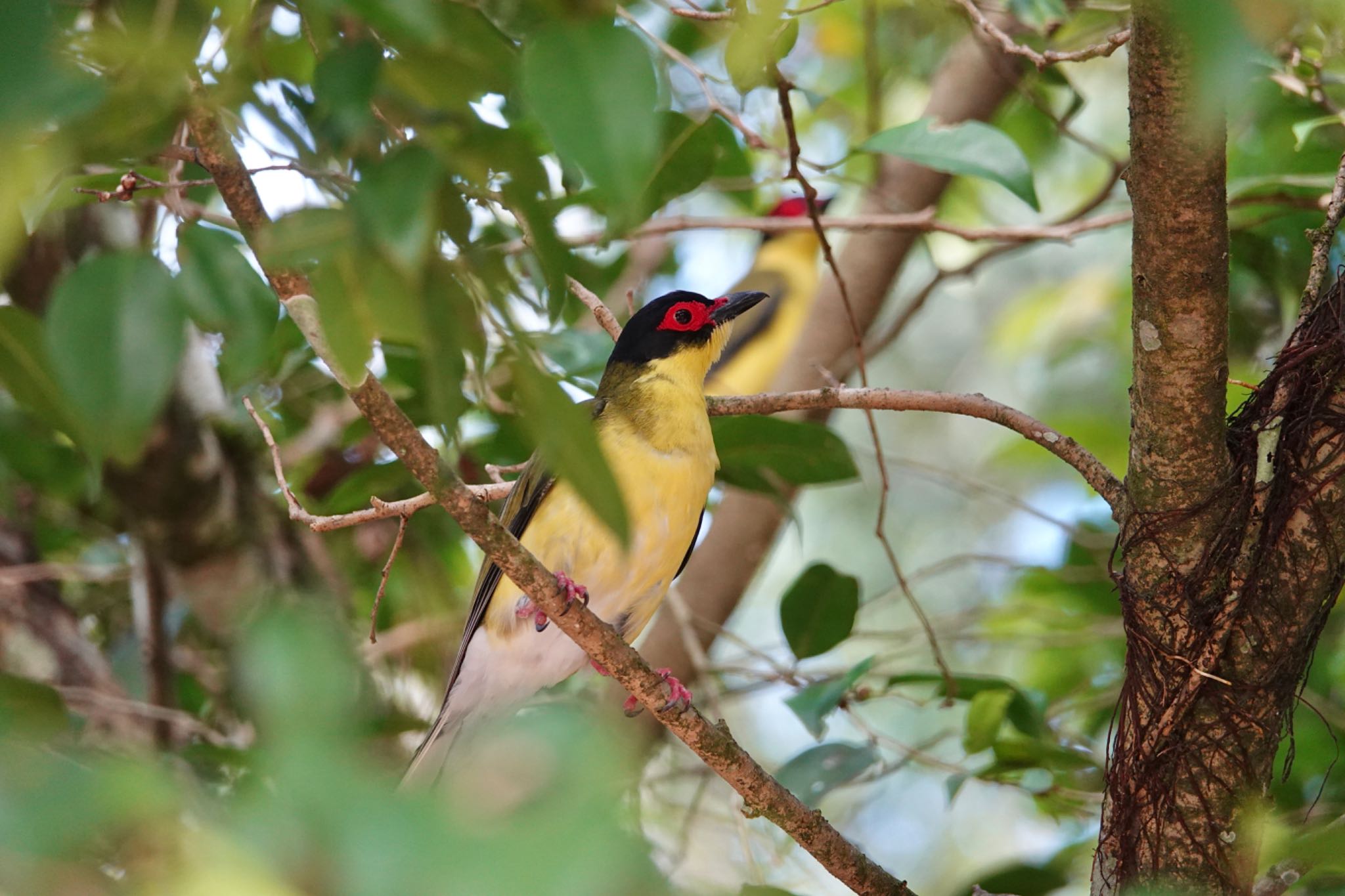 Chambers Wildlife Rainforest Lodges 周辺 メガネコウライウグイスの写真 by のどか