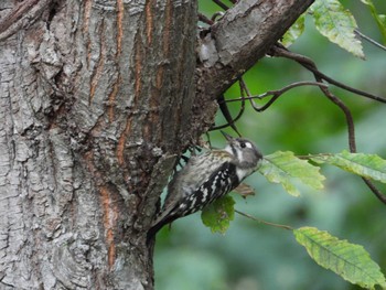 Japanese Pygmy Woodpecker みちのく杜の湖畔公園 Sat, 10/22/2022