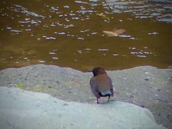 Brown Dipper 吹割の滝 Sun, 11/13/2022