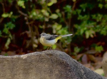 Grey Wagtail 鶴ヶ島市運動公園 Wed, 11/16/2022