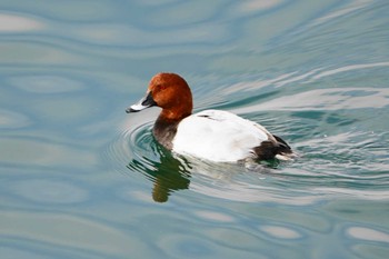 ホシハジロ 都立狭山公園 2022年11月12日(土)