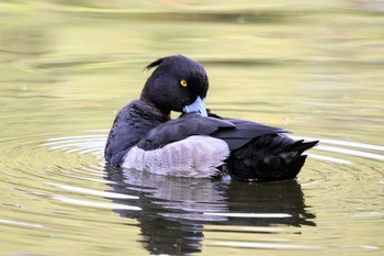 キンクロハジロ 菊名池公園(神奈川県横浜市) 撮影日未設定