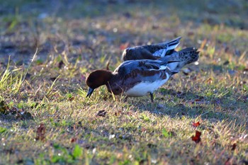 2022年11月16日(水) 水元公園の野鳥観察記録