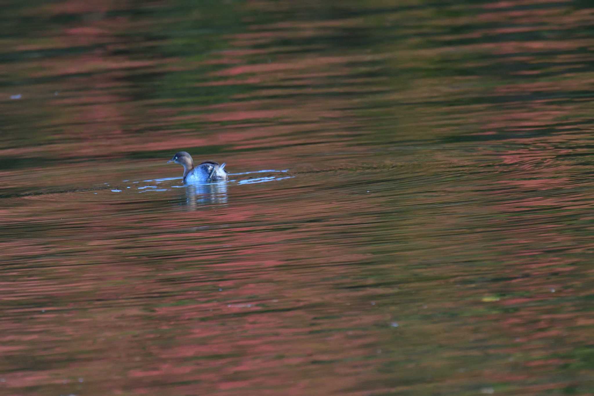 水元公園 カイツブリの写真 by やなさん