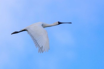 Black-faced Spoonbill 曽根干潟(曾根干潟) Tue, 10/25/2022