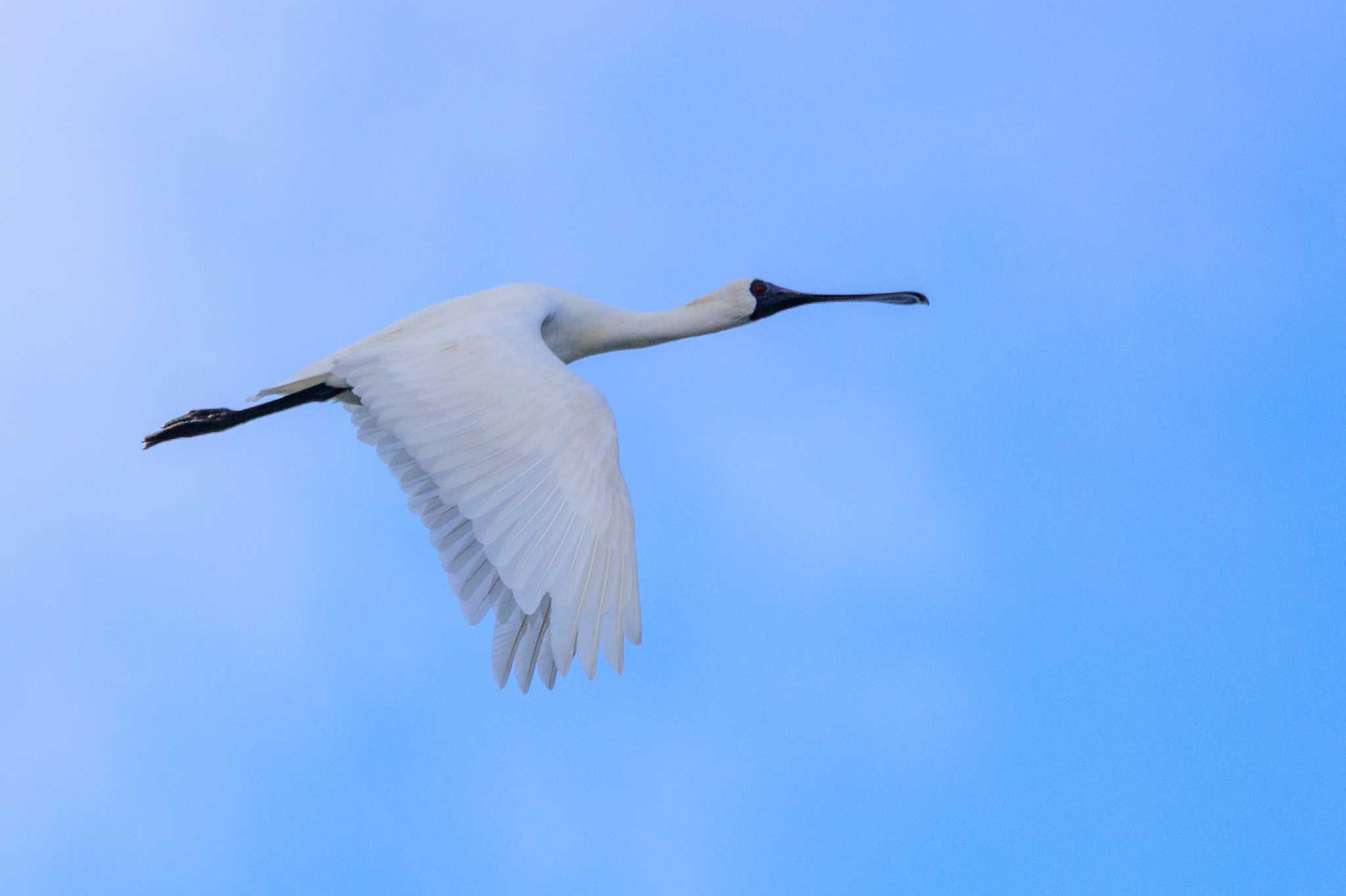 Photo of Black-faced Spoonbill at 曽根干潟(曾根干潟) by そいぎんた