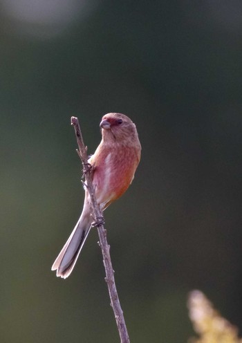 Siberian Long-tailed Rosefinch 杭瀬川スポーツ公園 Tue, 11/15/2022