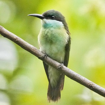 Blue-throated Bee-eater Khao Mai Keao Reservation Park Sun, 11/13/2022