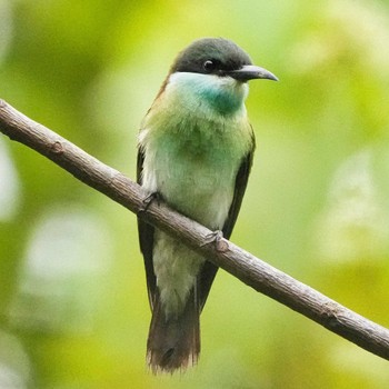 Blue-throated Bee-eater Khao Mai Keao Reservation Park Sun, 11/13/2022