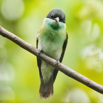 Blue-throated Bee-eater Khao Mai Keao Reservation Park Sun, 11/13/2022