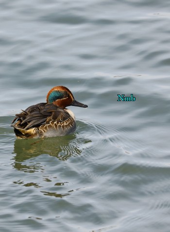 Eurasian Teal Unknown Spots Unknown Date