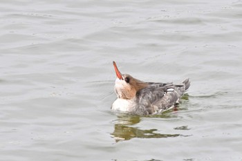 ウミアイサ 三重県 2018年2月21日(水)