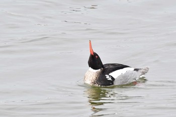 ウミアイサ 三重県 2018年2月21日(水)