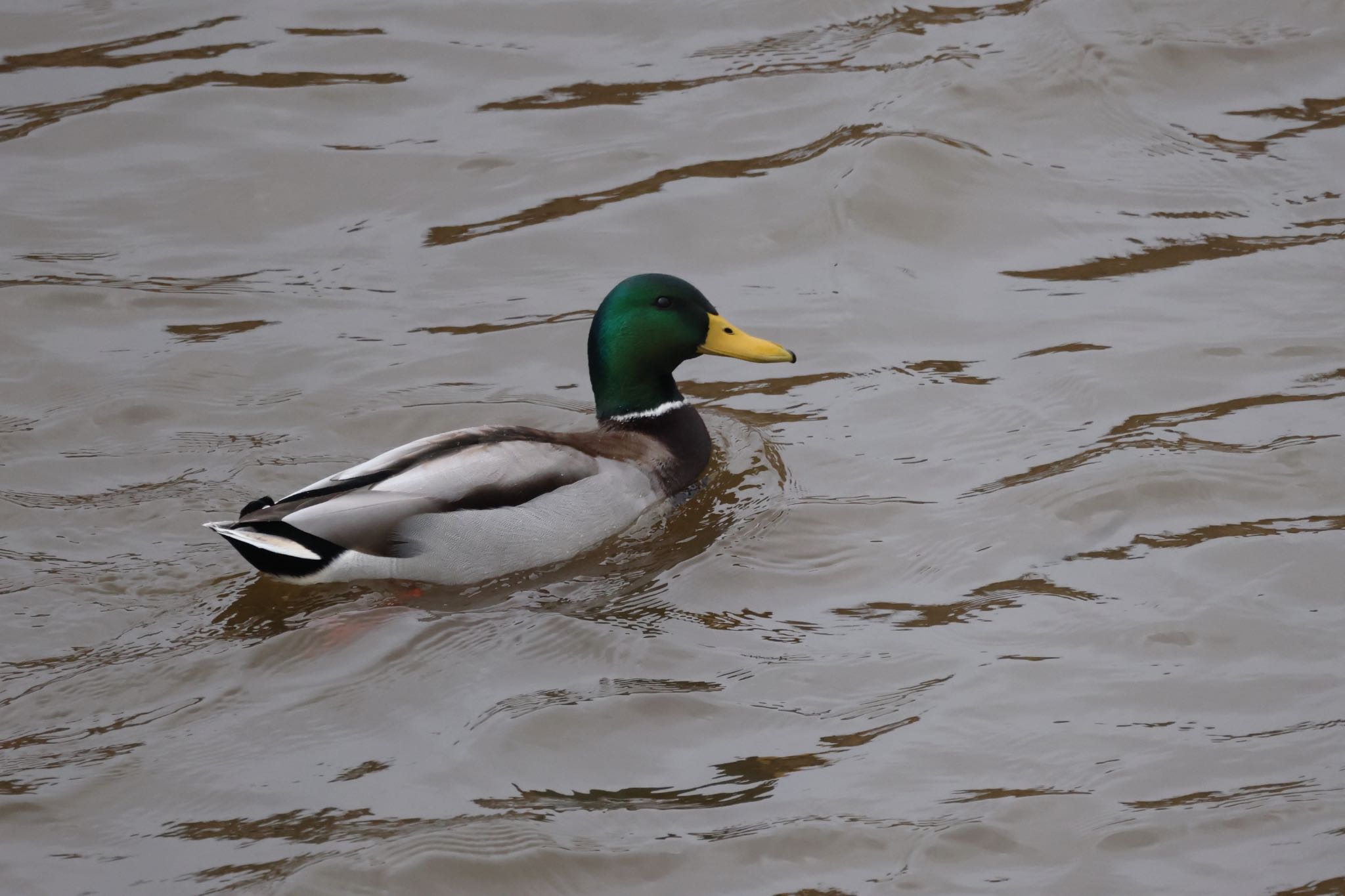 札幌モエレ沼公園 マガモの写真 by will 73