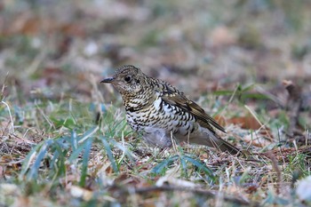 White's Thrush Unknown Spots Sat, 2/24/2018