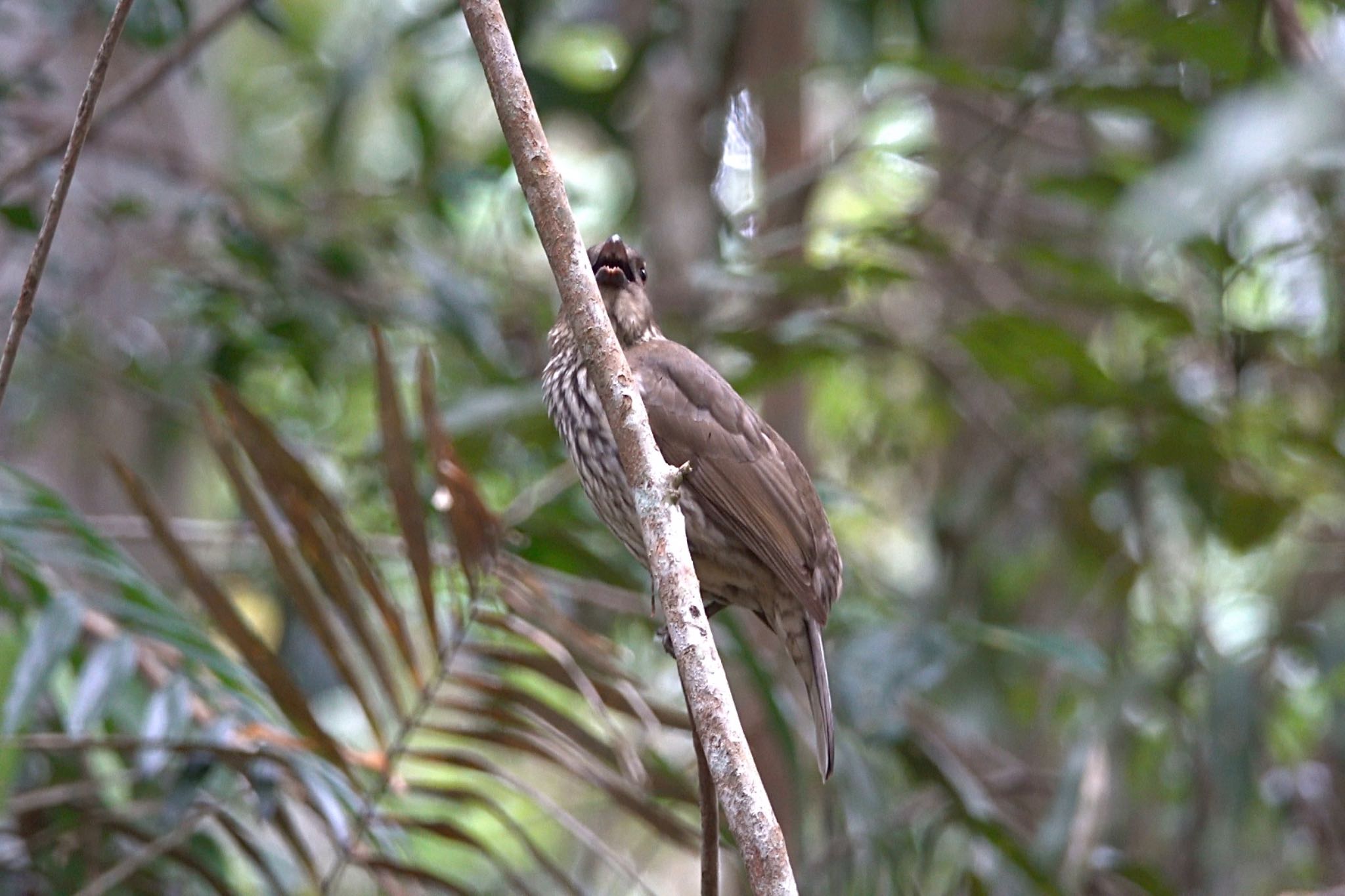 Tooth-billed Bowerbird